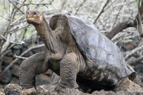 Muere La Ltima Tortuga Gigante En El Planeta Lado B