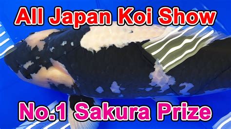 Best Of Sakura Prize53rd All Japan Nishikigoi Show 2023 YouTube