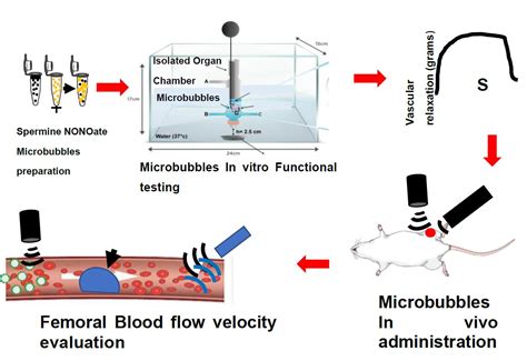 Molecules Free Full Text Use Of Nitric Oxide Donor Loaded