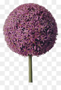 Flores De Giganteum Allium Allium Flor Png Transparente Gr Tis