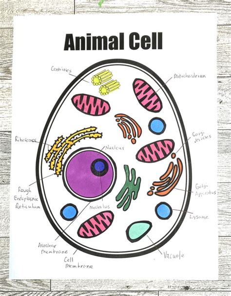 Animal Cell Coloring Sheet - Little Bins for Little Hands - Worksheets ...