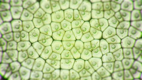 Chloroplast Microscope