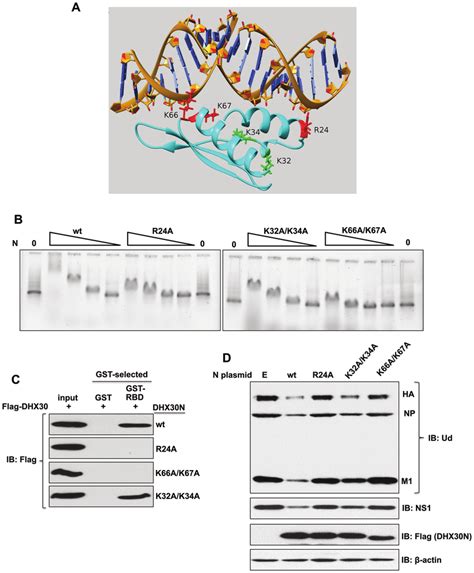 RNA Binding Activity Of DHX30N Is Necessary And Sufficient For Binding