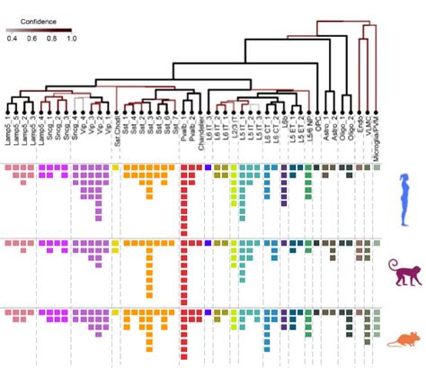 Cell Taxonomies Brain Map Org