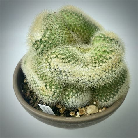 Mammillaria Spinosissima Var Auricoma Cristata Exotic Plant