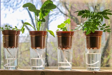 Mecha De Agua Para Regar Las Plantas Portalfruticola