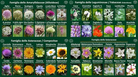 6 FAMIGLIE BOTANICHE Principali Ortaggi Caratteristiche E