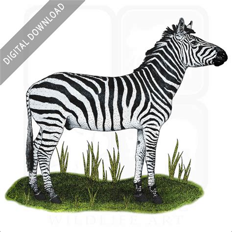 Stock Art Drawing Of A Selous Zebra Inkart