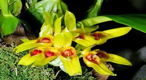 Orqu Deas Cymbidium Como Cuidar E Florir Muito Passos