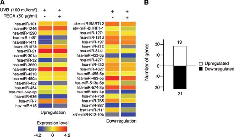 Figure From Titrated Extract Of Centella Asiatica Provides A Uvb