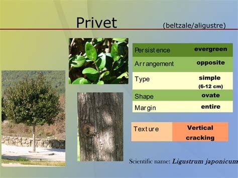 Classification Of Trees Ppt