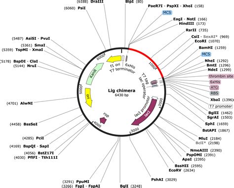 Frontiers Immunoinformatics Based Designing Of A Multi Epitope