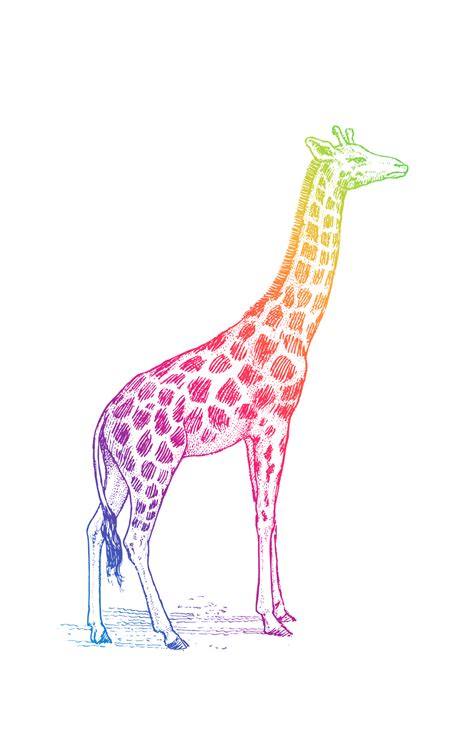 Clipart Colorful Giraffe Animal Free Stock Photo Public Domain Pictures