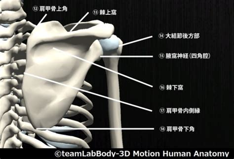 肩関節の触診部位と検査方法