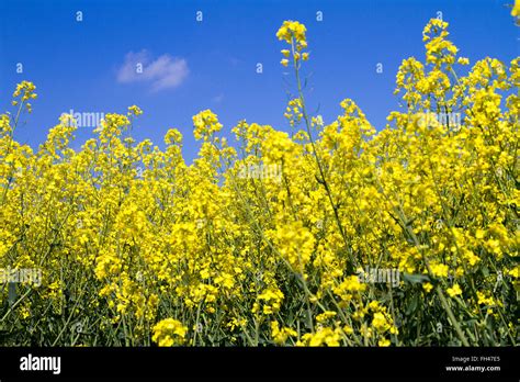 Rapeseed Plants Hi Res Stock Photography And Images Alamy