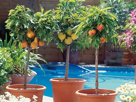 How To Grow Fruit Trees In Containers What Are The Best Varieties For