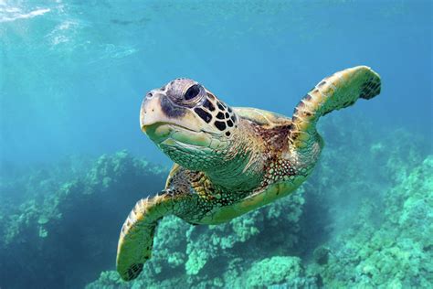 Sea Turtle, Hawaii Photograph by Monica and Michael Sweet