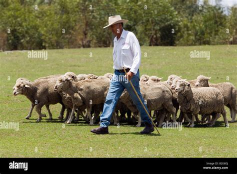 Australia sheep farm queensland hi-res stock photography and images - Alamy