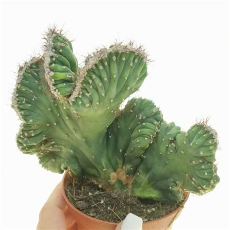 Cereus Peruvianus Var Coral F Mostruosa Crestata 10 Cm Cactacea