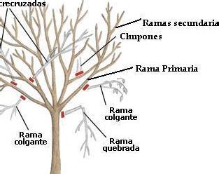 Gu A Completa Para Podar Tu Limonero Durante Las Estaciones T Cnicas