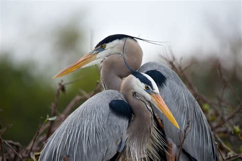 Great Blue Heron As A Spirit Animal Animal Totems — Maven Unmasked