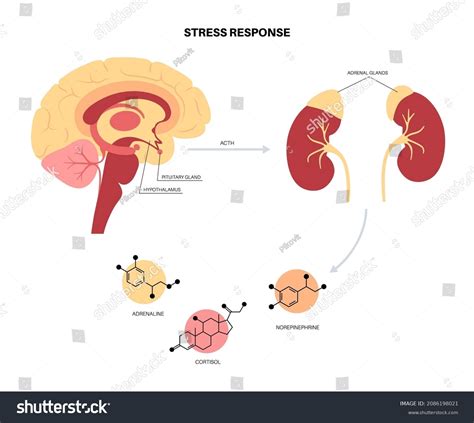 Stress Response System Hypothalamic Pituitary Adrenal Stock Vector Royalty Free 2086198021