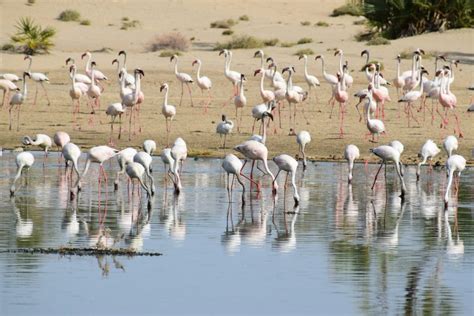 World Heritage Sites in Kenya | Kenya Wildlife Tours