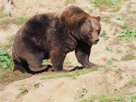 รูปภาพUrsina – เลือกดูภาพถ่ายสต็อก เวกเตอร์ และวิดีโอ70 | Adobe Stock