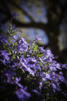 Bildet natur blomstre anlegg sollys blad blomst lilla grønn