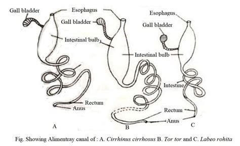 Digestive System Of Fishes Biology Educare