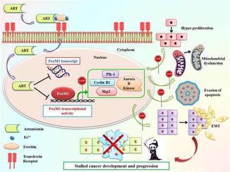 Frontiers Artemisinin Mediates Its Tumor Suppressive Activity In