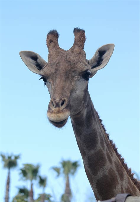 Free Photo Giraffe Neck Animals Animal Nature Head Fauna Hippopx