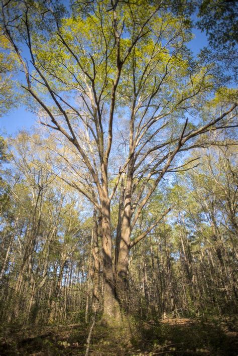 Oak Grove - by Scott Gilbertson