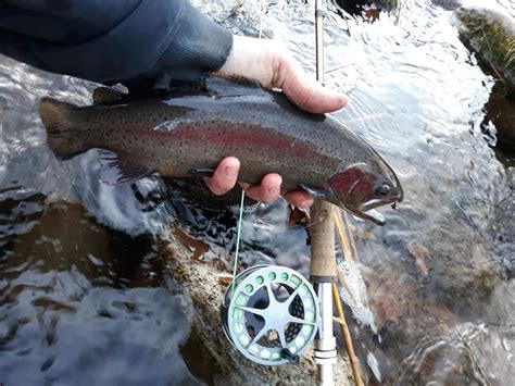 AndroscogginRiver — Fishing Reports | Androscoggin River — MAINE FLY GUIDE