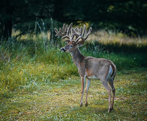 Trail Cam Gallery - Northern Whitetail Ranch