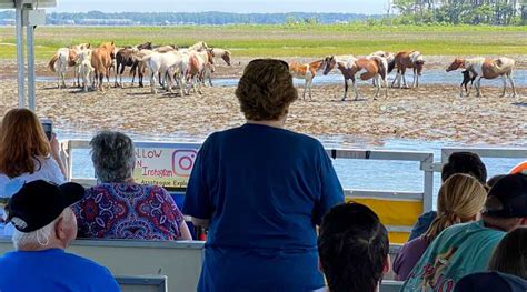 Desde la isla de Chincoteague Excursión en barco por la isla de