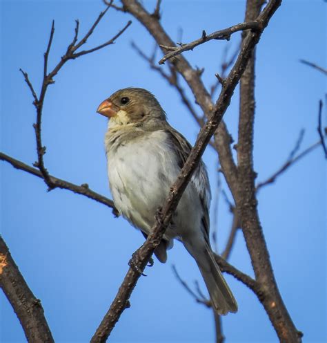 Foto Golinho Sporophila Albogularis Por M Rcia Bessa Wiki Aves A