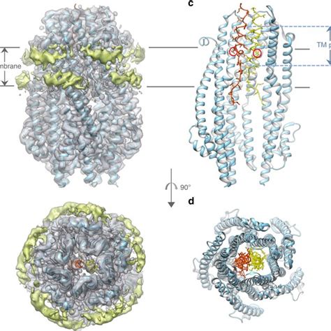 Structure Of The ExbB ExbD Subcomplex In Lipid Nanodiscs A View