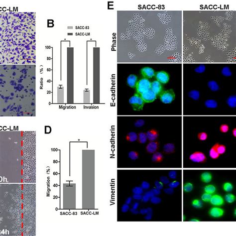 Lung Metastatic Sacc Lm Cells Exhibit Emt Characteristics A The