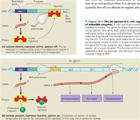 Gene Regulation Flashcards Quizlet