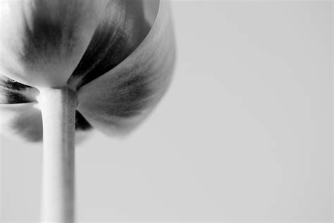 Tulip in Black and White Photograph by Toni Johnson | Pixels