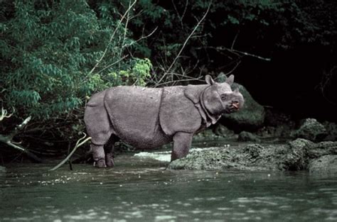 8 Facts about Animal Extinction - Fact File