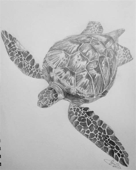 Sea Turtle Sketch at PaintingValley.com | Explore collection of Sea ...