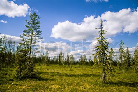 A beautiful Finnish forest landscape | Stock image | Colourbox