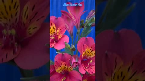 Seasonal Flowers Alstroemeria Peruvian Lilly Surya Farm N Nursery