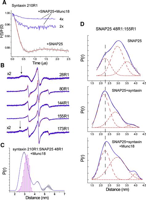 Munc And The Syntaxin N Terminus Regulate Open Closed States In A