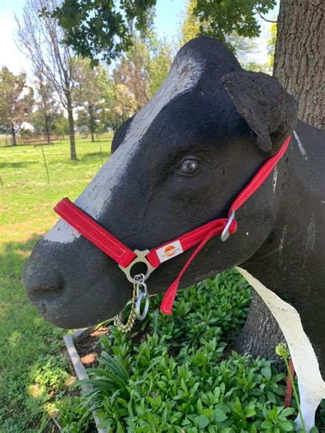 Show Cattle Halters The Halter Company