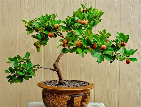 Making a Guava bonsai | Guava Tree Information, Growing and Care | Balcony Garden Web