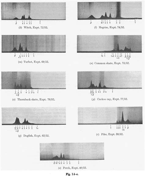 Figure 1 From Comparative Observations On The Chemical Properties And