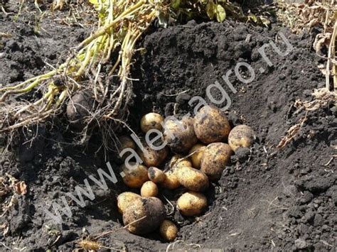 Сорт раннего картофеля ВИНЕТА